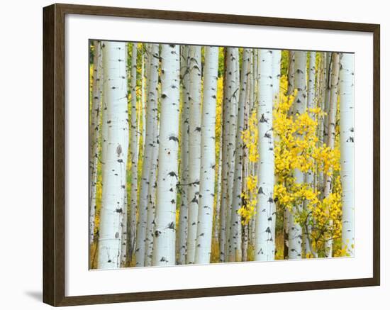 Aspen Grove, White River National Forest, Colorado, USA-Rob Tilley-Framed Photographic Print