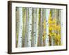 Aspen Grove, White River National Forest, Colorado, USA-Rob Tilley-Framed Photographic Print