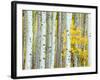 Aspen Grove, White River National Forest, Colorado, USA-Rob Tilley-Framed Photographic Print