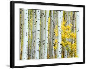 Aspen Grove, White River National Forest, Colorado, USA-Rob Tilley-Framed Photographic Print