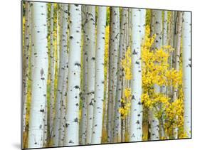 Aspen Grove, White River National Forest, Colorado, USA-Rob Tilley-Mounted Photographic Print