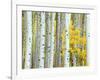 Aspen Grove, White River National Forest, Colorado, USA-Rob Tilley-Framed Photographic Print