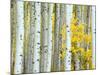 Aspen Grove, White River National Forest, Colorado, USA-Rob Tilley-Mounted Photographic Print