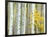 Aspen Grove, White River National Forest, Colorado, USA-Rob Tilley-Framed Photographic Print