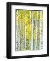 Aspen Grove, White River National Forest, Colorado, USA-Rob Tilley-Framed Photographic Print