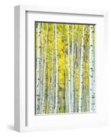 Aspen Grove, White River National Forest, Colorado, USA-Rob Tilley-Framed Photographic Print