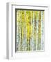 Aspen Grove, White River National Forest, Colorado, USA-Rob Tilley-Framed Photographic Print