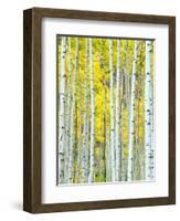 Aspen Grove, White River National Forest, Colorado, USA-Rob Tilley-Framed Premium Photographic Print