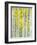 Aspen Grove, White River National Forest, Colorado, USA-Rob Tilley-Framed Premium Photographic Print