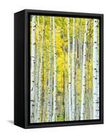 Aspen Grove, White River National Forest, Colorado, USA-Rob Tilley-Framed Stretched Canvas