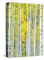 Aspen Grove, White River National Forest, Colorado, USA-Rob Tilley-Stretched Canvas