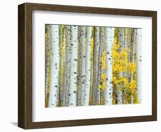 Aspen Grove, White River National Forest, Colorado, USA-Rob Tilley-Framed Photographic Print