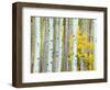 Aspen Grove, White River National Forest, Colorado, USA-Rob Tilley-Framed Photographic Print