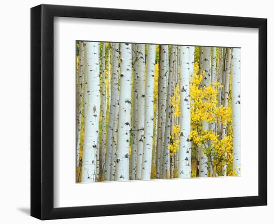 Aspen Grove, White River National Forest, Colorado, USA-Rob Tilley-Framed Photographic Print