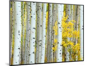 Aspen Grove, White River National Forest, Colorado, USA-Rob Tilley-Mounted Photographic Print