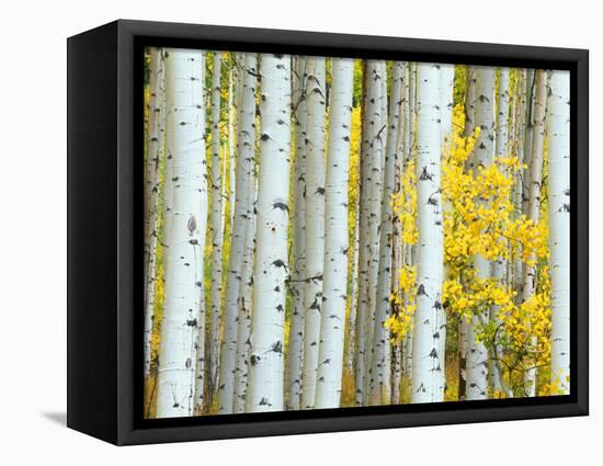 Aspen Grove, White River National Forest, Colorado, USA-Rob Tilley-Framed Stretched Canvas