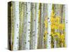 Aspen Grove, White River National Forest, Colorado, USA-Rob Tilley-Stretched Canvas