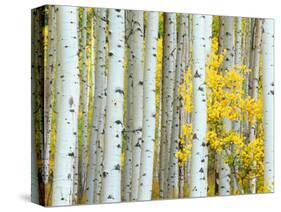 Aspen Grove, White River National Forest, Colorado, USA-Rob Tilley-Stretched Canvas