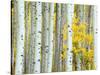 Aspen Grove, White River National Forest, Colorado, USA-Rob Tilley-Stretched Canvas