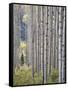 Aspen Grove with Early Fall Colors, Maroon Lake, Colorado, United States of America, North America-James Hager-Framed Stretched Canvas