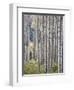 Aspen Grove with Early Fall Colors, Maroon Lake, Colorado, United States of America, North America-James Hager-Framed Photographic Print