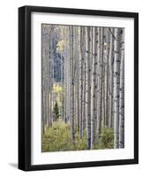 Aspen Grove with Early Fall Colors, Maroon Lake, Colorado, United States of America, North America-James Hager-Framed Photographic Print