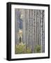 Aspen Grove with Early Fall Colors, Maroon Lake, Colorado, United States of America, North America-James Hager-Framed Photographic Print