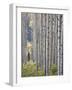 Aspen Grove with Early Fall Colors, Maroon Lake, Colorado, United States of America, North America-James Hager-Framed Photographic Print