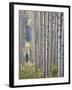 Aspen Grove with Early Fall Colors, Maroon Lake, Colorado, United States of America, North America-James Hager-Framed Photographic Print