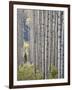 Aspen Grove with Early Fall Colors, Maroon Lake, Colorado, United States of America, North America-James Hager-Framed Photographic Print