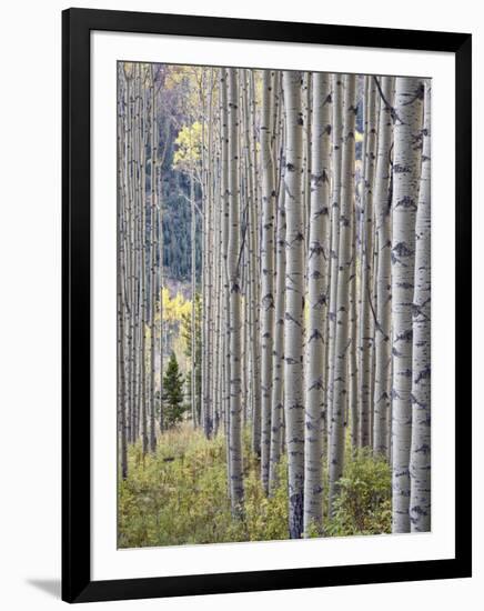 Aspen Grove with Early Fall Colors, Maroon Lake, Colorado, United States of America, North America-James Hager-Framed Photographic Print