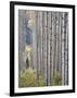 Aspen Grove with Early Fall Colors, Maroon Lake, Colorado, United States of America, North America-James Hager-Framed Photographic Print