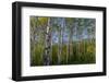 Aspen grove with spring growth near East Glacier, Montana, USA-Chuck Haney-Framed Photographic Print