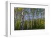 Aspen grove with spring growth near East Glacier, Montana, USA-Chuck Haney-Framed Photographic Print