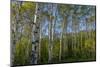 Aspen grove with spring growth near East Glacier, Montana, USA-Chuck Haney-Mounted Photographic Print