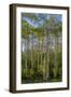 Aspen grove with spring growth near East Glacier, Montana, USA-Chuck Haney-Framed Photographic Print