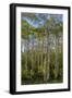 Aspen grove with spring growth near East Glacier, Montana, USA-Chuck Haney-Framed Photographic Print