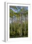 Aspen grove with spring growth near East Glacier, Montana, USA-Chuck Haney-Framed Photographic Print