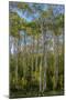 Aspen grove with spring growth near East Glacier, Montana, USA-Chuck Haney-Mounted Photographic Print