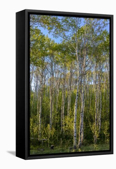 Aspen grove with spring growth near East Glacier, Montana, USA-Chuck Haney-Framed Stretched Canvas