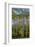 Aspen grove with spring growth near East Glacier, Montana, USA-Chuck Haney-Framed Photographic Print