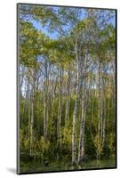 Aspen grove with spring growth near East Glacier, Montana, USA-Chuck Haney-Mounted Photographic Print