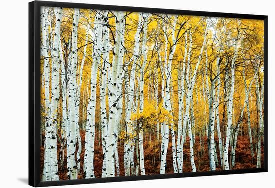 Aspen Grove - Yellow-null-Framed Poster