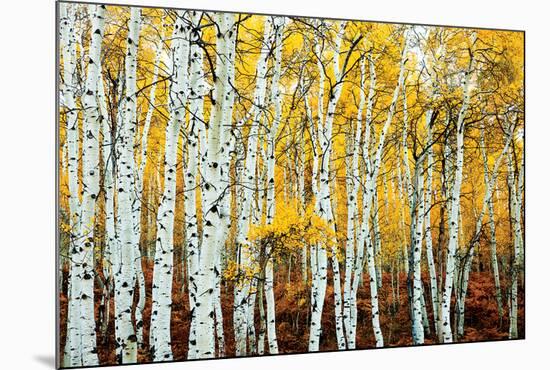 Aspen Grove - Yellow-null-Mounted Poster