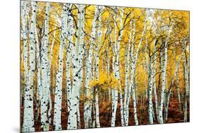 Aspen Grove - Yellow-null-Mounted Poster