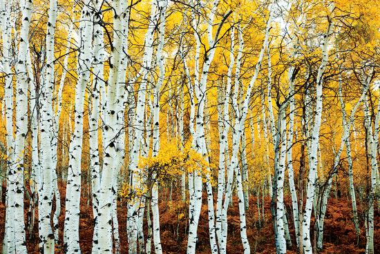 Aspen Grove - Yellow-null-Lamina Framed Poster