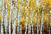 Aspen Grove - Yellow-null-Lamina Framed Poster