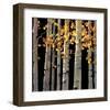 Aspen Grove-Michael O'Toole-Framed Giclee Print