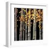 Aspen Grove-Michael O'Toole-Framed Giclee Print