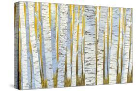 Aspen Grove-Kathrine Lovell-Stretched Canvas